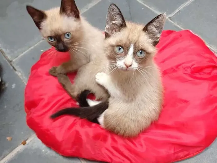 Gato ra a SRD idade 2 a 6 meses nome Felipe e Juliano