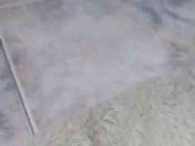 Gato ra a SRD idade 2 a 6 meses nome Felipe e Juliano