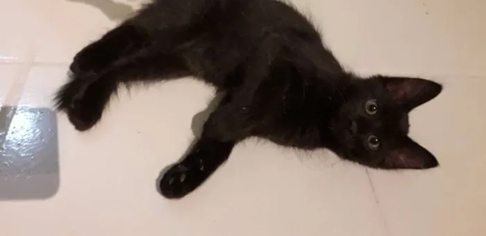 Gato ra a Vira vira idade 2 a 6 meses nome Pretinho 
