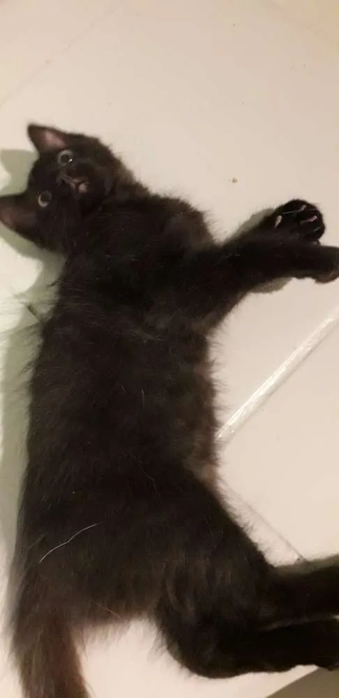 Gato ra a Vira vira idade 2 a 6 meses nome Pretinho 