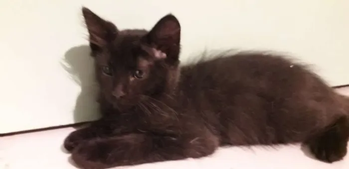 Gato ra a Vira vira idade 2 a 6 meses nome Pretinho 