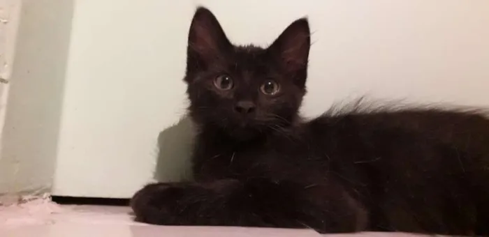 Gato ra a Vira vira idade 2 a 6 meses nome Pretinho 