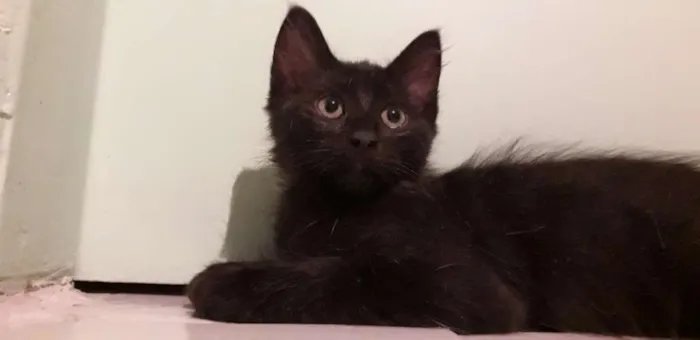Gato ra a Vira vira idade 2 a 6 meses nome Pretinho 