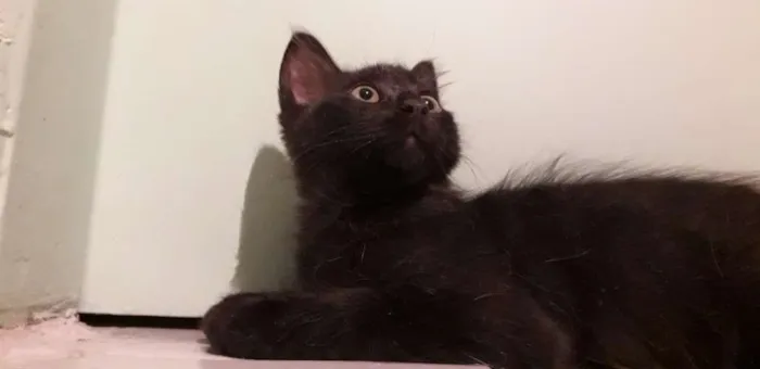 Gato ra a Vira vira idade 2 a 6 meses nome Pretinho 