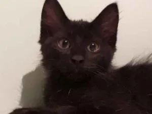 Gato raça Vira vira idade 2 a 6 meses nome Pretinho 