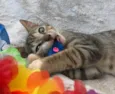 PACATO