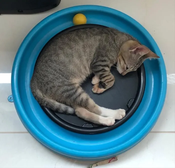 Gato ra a SRD idade 2 a 6 meses nome PACATO