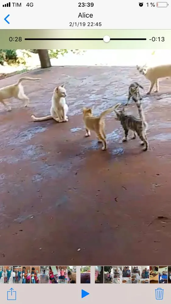 Gato raça  idade  nome Varios