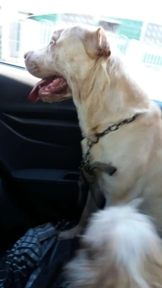 Cachorro ra a Sharpei com Labrador idade 5 anos nome Alvin