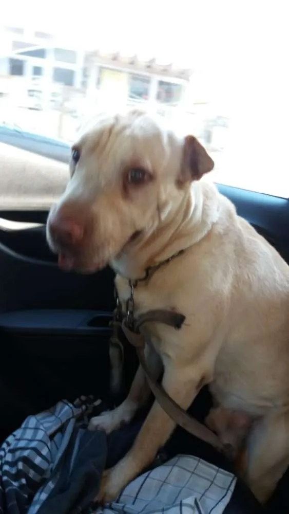 Cachorro ra a Sharpei com Labrador idade 5 anos nome Alvin