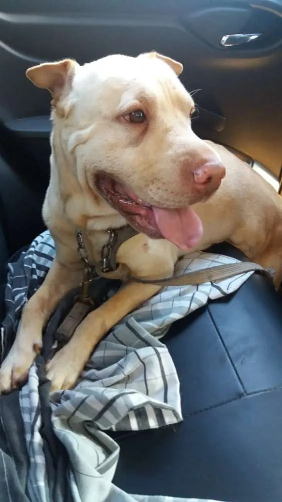 Cachorro ra a Sharpei com Labrador idade 5 anos nome Alvin
