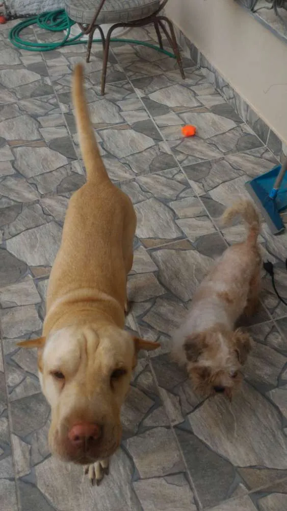 Cachorro ra a Sharpei com Labrador idade 5 anos nome Alvin