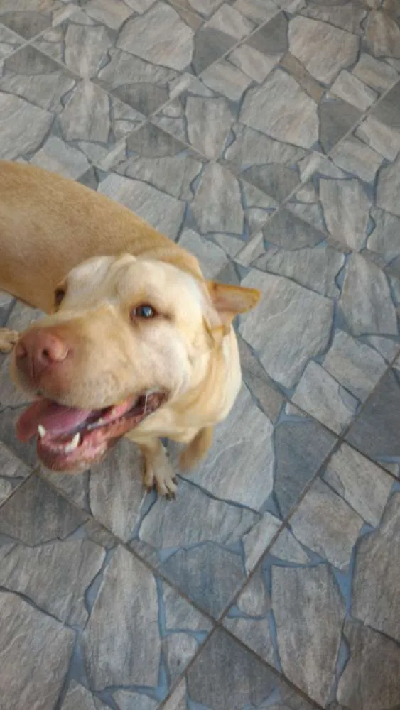 Cachorro ra a Sharpei com Labrador idade 5 anos nome Alvin