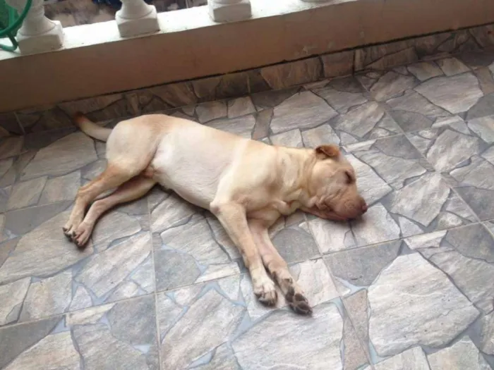 Cachorro ra a Sharpei com Labrador idade 5 anos nome Alvin