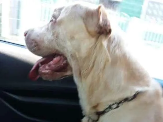 Cachorro ra a Sharpei com Labrador idade 5 anos nome Alvin