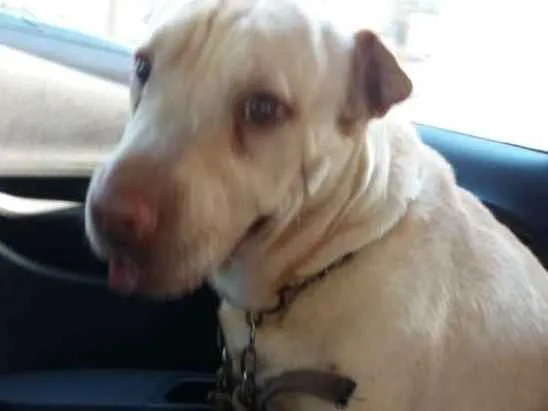 Cachorro ra a Sharpei com Labrador idade 5 anos nome Alvin