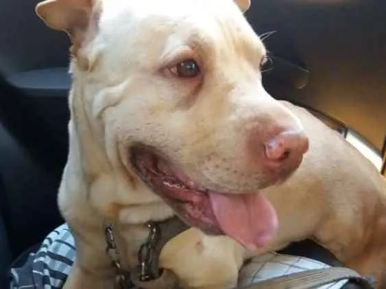 Cachorro ra a Sharpei com Labrador idade 5 anos nome Alvin
