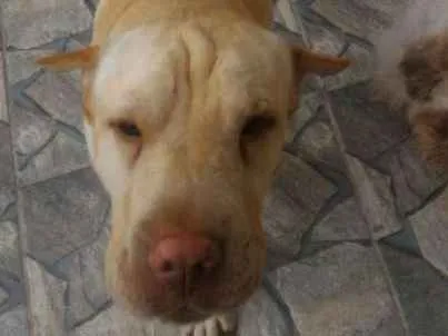 Cachorro ra a Sharpei com Labrador idade 5 anos nome Alvin