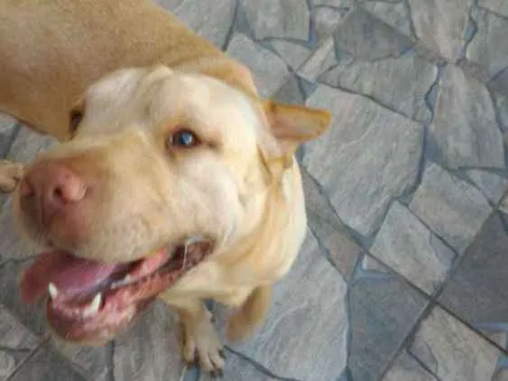 Cachorro ra a Sharpei com Labrador idade 5 anos nome Alvin