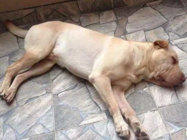 Cachorro ra a Sharpei com Labrador idade 5 anos nome Alvin