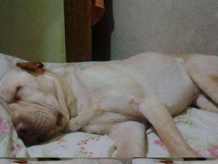 Cachorro ra a Sharpei com Labrador idade 5 anos nome Alvin