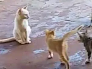 Gato raça  idade  nome Varios