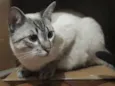 Tazo