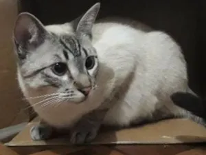 Gato raça  idade 1 ano nome Tazo