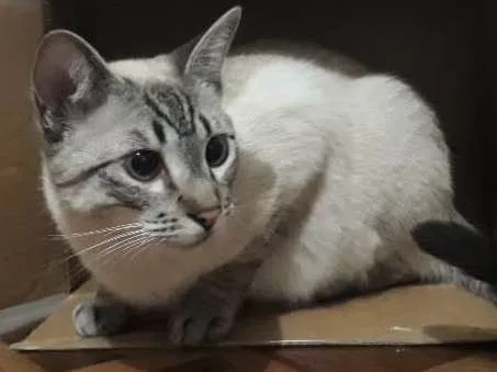 Gato ra a  idade 1 ano nome Tazo