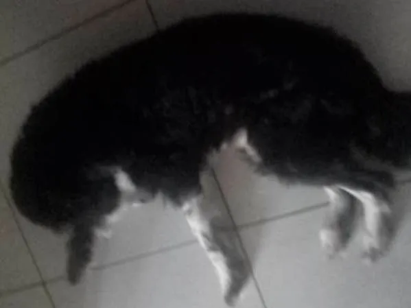 Cachorro raça Mestiço idade 3 anos nome Fredh