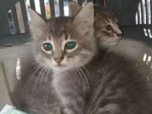 Gato raça srd idade Abaixo de 2 meses nome Bebezinhos