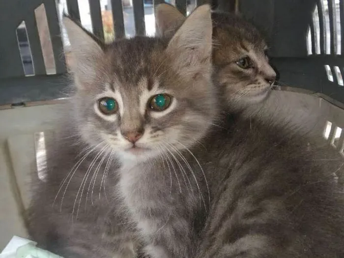 Gato ra a srd idade Abaixo de 2 meses nome Bebezinhos