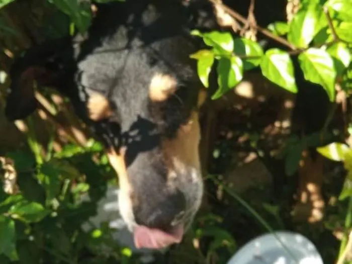 Cachorro ra a SRD idade 2 anos nome Sem nome