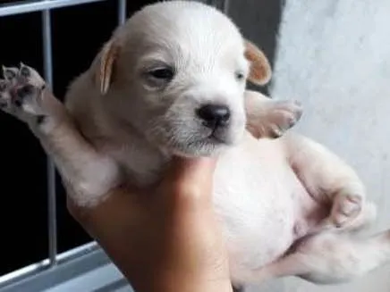 Cachorro ra a Frisee com vira-lata idade  nome Sem nome