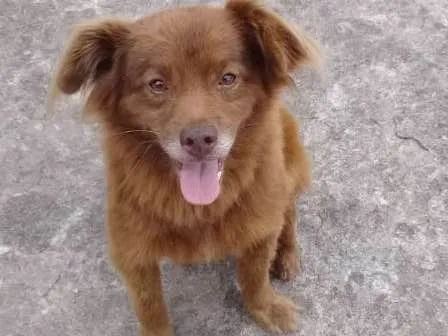 Cachorro ra a Vira lata idade 5 anos nome Boby