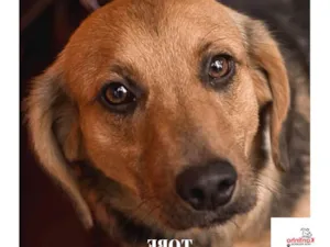 Cachorro raça  idade 1 ano nome Tobe Pequeno
