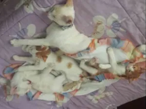 Gato raça Não sabemos idade  nome 2 machos e 2 femeas