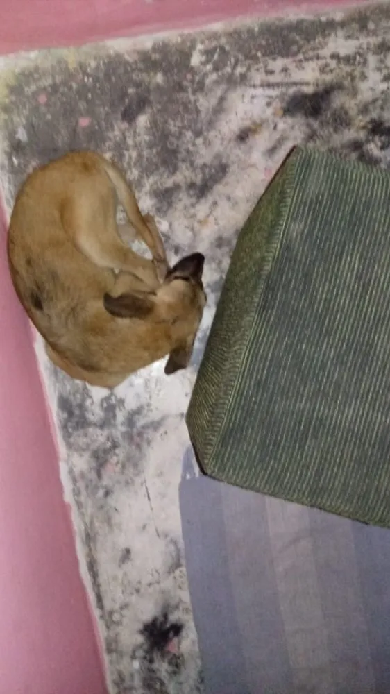 Cachorro ra a Vira lata idade 2 a 6 meses nome Sem nome