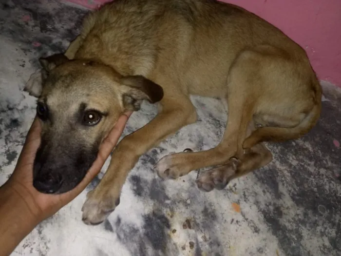 Cachorro ra a Vira lata idade 2 a 6 meses nome Sem nome