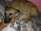 Cachorro raça Vira lata idade 2 a 6 meses nome Sem nome