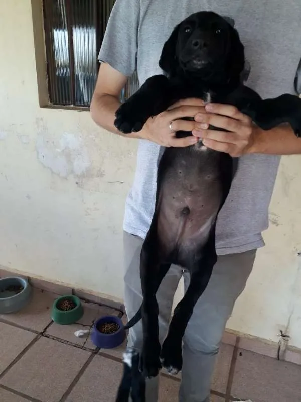 Cachorro ra a Vira lata idade 2 a 6 meses nome Jhony