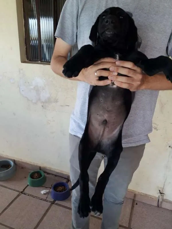 Cachorro ra a Vira lata idade 2 a 6 meses nome Jhony