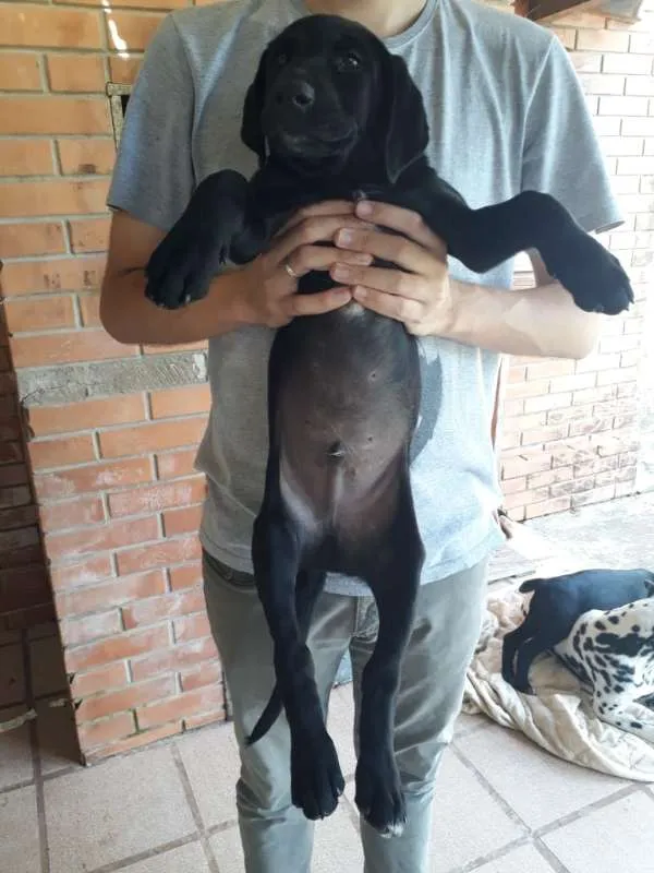 Cachorro ra a Vira lata idade 2 a 6 meses nome Jhony