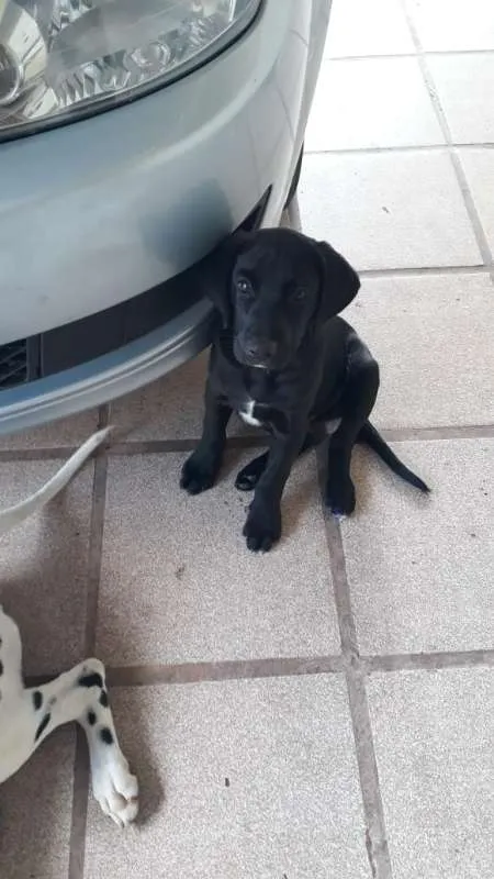 Cachorro ra a Vira lata idade 2 a 6 meses nome Jhony