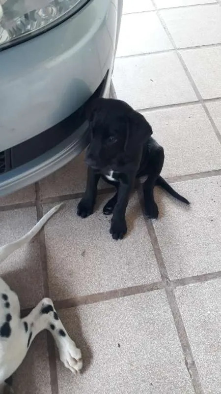 Cachorro ra a Vira lata idade 2 a 6 meses nome Jhony