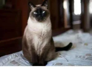 Gato raça Siames idade 5 anos nome Mike