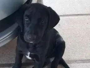 Cachorro raça Vira lata idade 2 a 6 meses nome Jhony