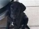 Cachorro raça Vira lata idade 2 a 6 meses nome Jhony