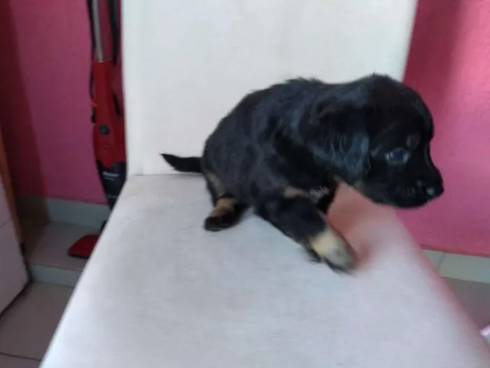 Cachorro ra a SRD idade Abaixo de 2 meses nome Filhotes