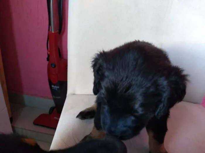 Cachorro ra a SRD idade Abaixo de 2 meses nome Filhotes